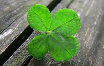 the clover as an amulet for good luck