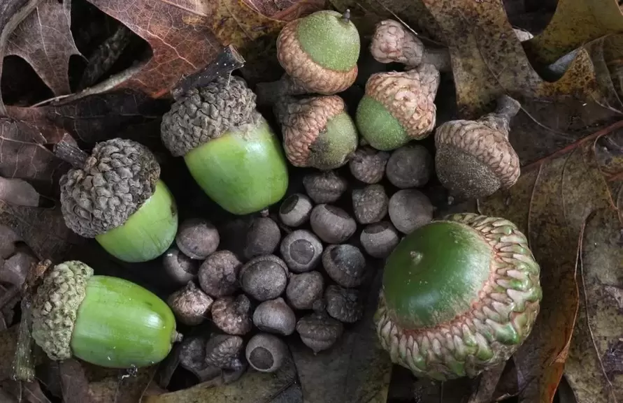 good luck amulet - acorn